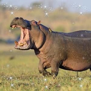 Meet your Posher, Deborah